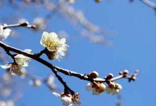 美人梅の花見「蘿崗香雪公園」広州市