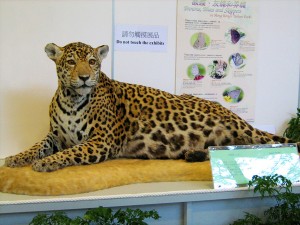 ジャガーの標本
