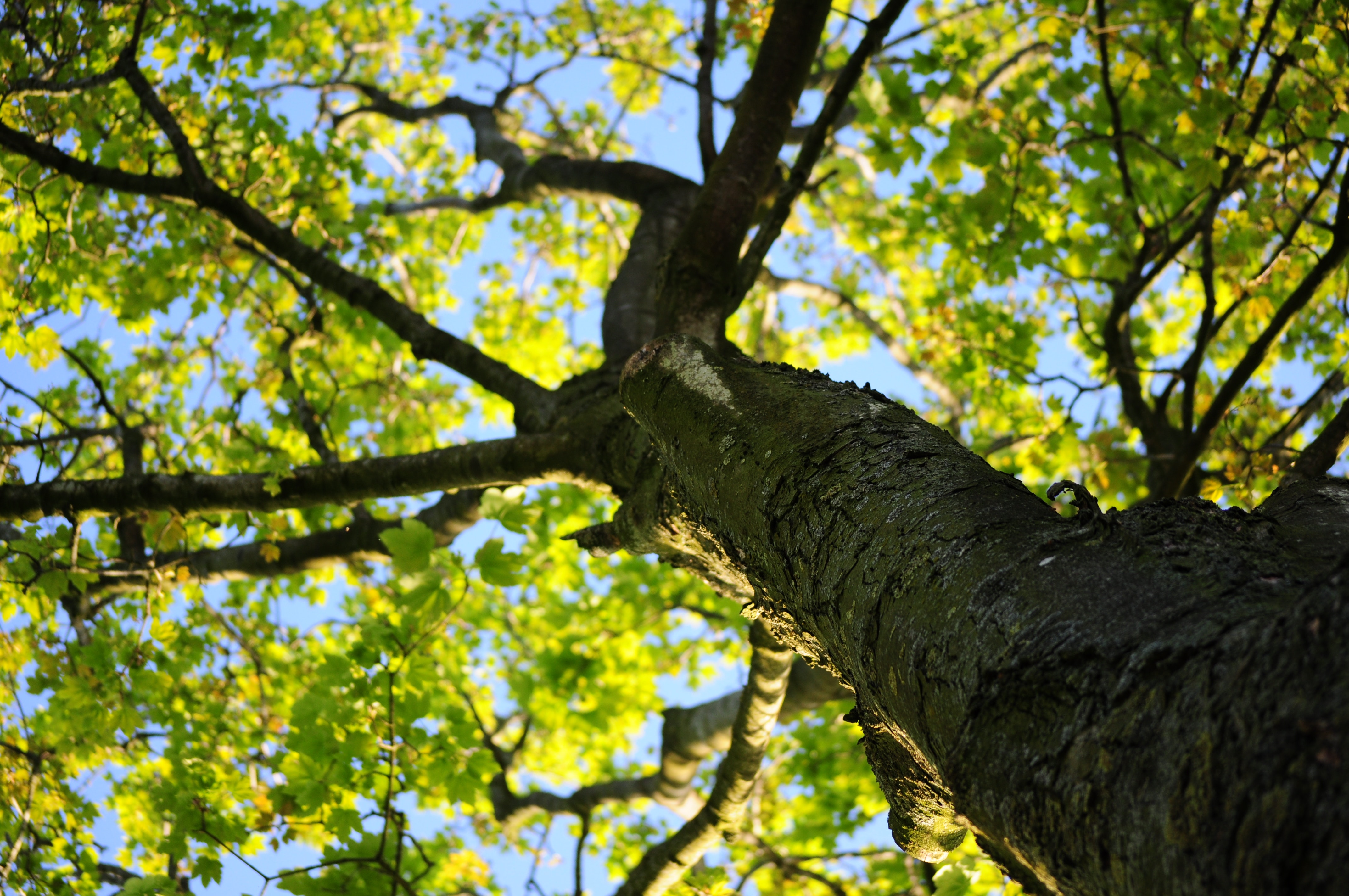 bark-leaves-maple-4258