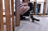 ふわふわの幸せな猫カフェ「Free & Fun」広州