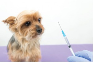 狂犬病予防接種