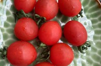 深圳子育てDiary「トマトに教えてもらう子育て！？」