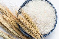 香港バプティスト大学がハイブリッド米の高効率育種に成功