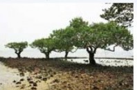 マングローブの世界「紅樹林海浜生態公園」深セン市福田区