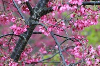 中国の桜でお花見体験「新豊雲髻山」深セン