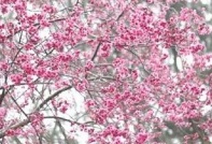 長州島の大帽山郊野公園で楽しむ「お花見」