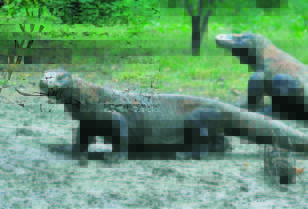 絶滅危惧種「コモドドラゴン」ユネスコ世界自然遺産コモド国立公園（インドネシア）