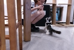 ふわふわの幸せな猫カフェ「Free & Fun」広州